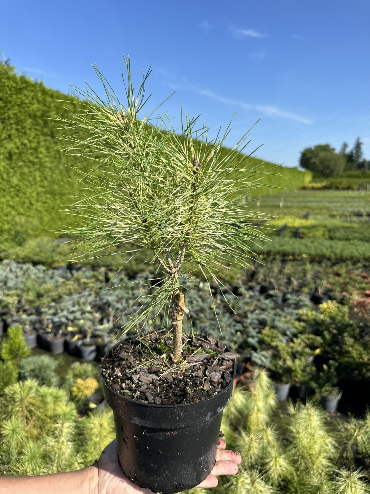 Сосна густоцветковая Голден Гост